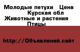 Молодые петухи › Цена ­ 400 - Курская обл. Животные и растения » Птицы   